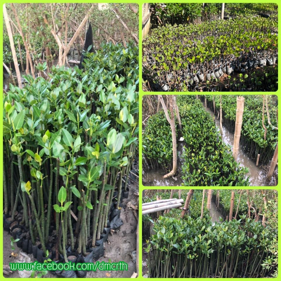 สนใจปลูกป่าชายเลนเมืองชล แปดริ้ว ปากน้ำ โทรมาครับ