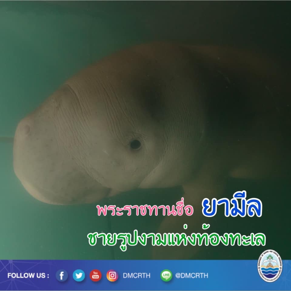 พะยูนตัวใหม่ ได้ชื่อพระราชทานแล้ว