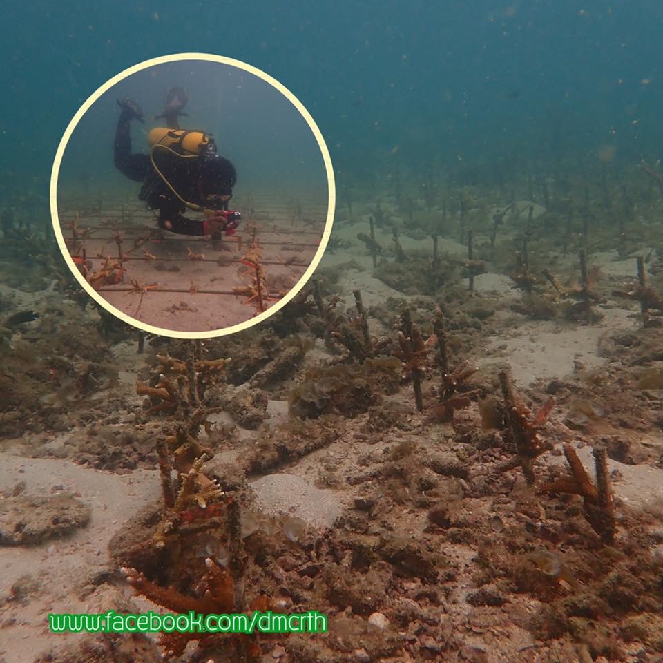 สำรวจทะเลเกาะสิงห์เกาะสังข์ มีปะการังเด่นชนิดเขากวาง