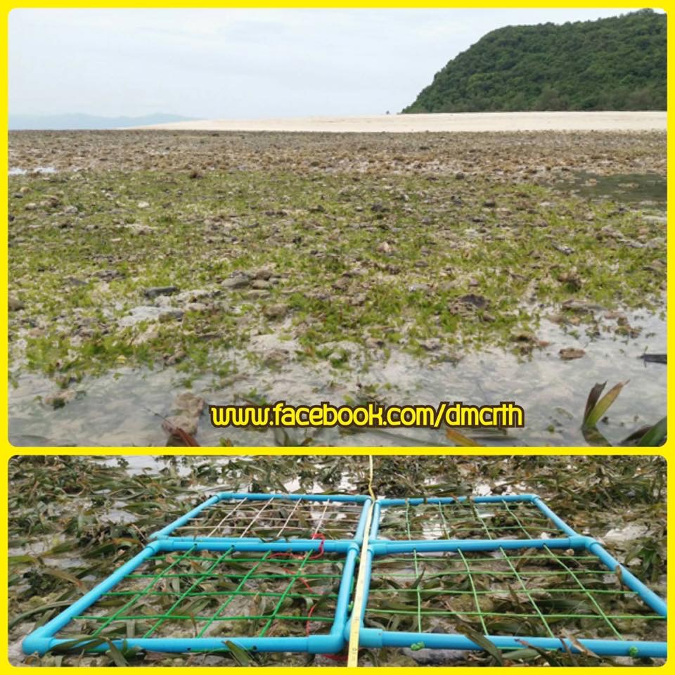 อ่าวศรีกันตัง-เกาะแตใน หญ้าทะเลสมบูรณ์ดี