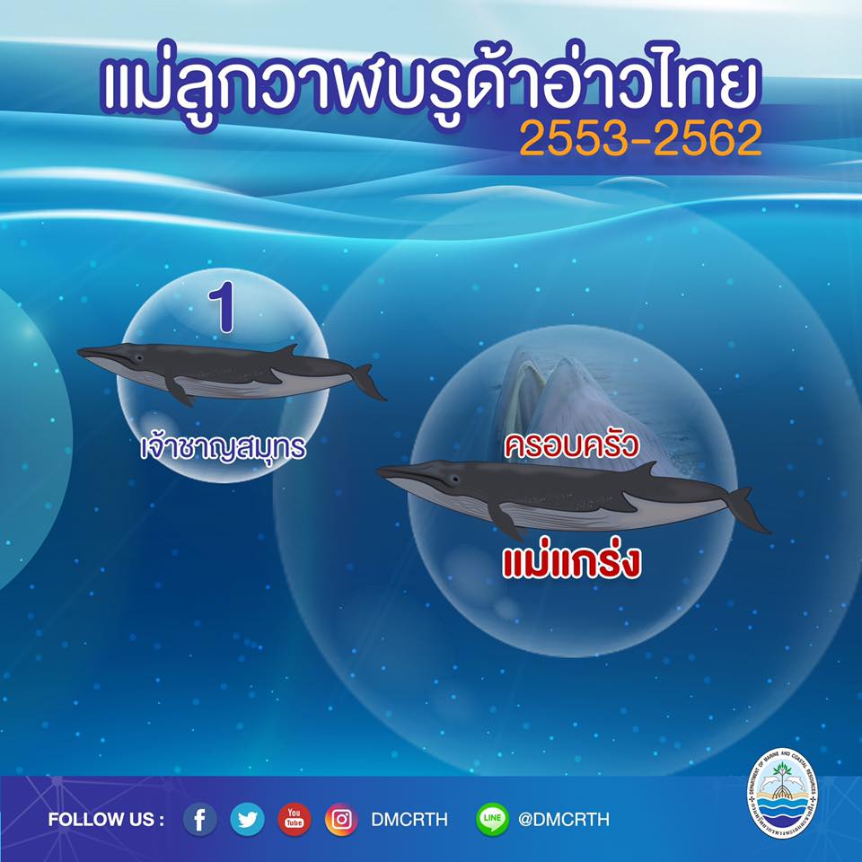 ครอบครัววาฬบรูด้า ๖/๑๘ ครอบครัวแม่แกร่ง