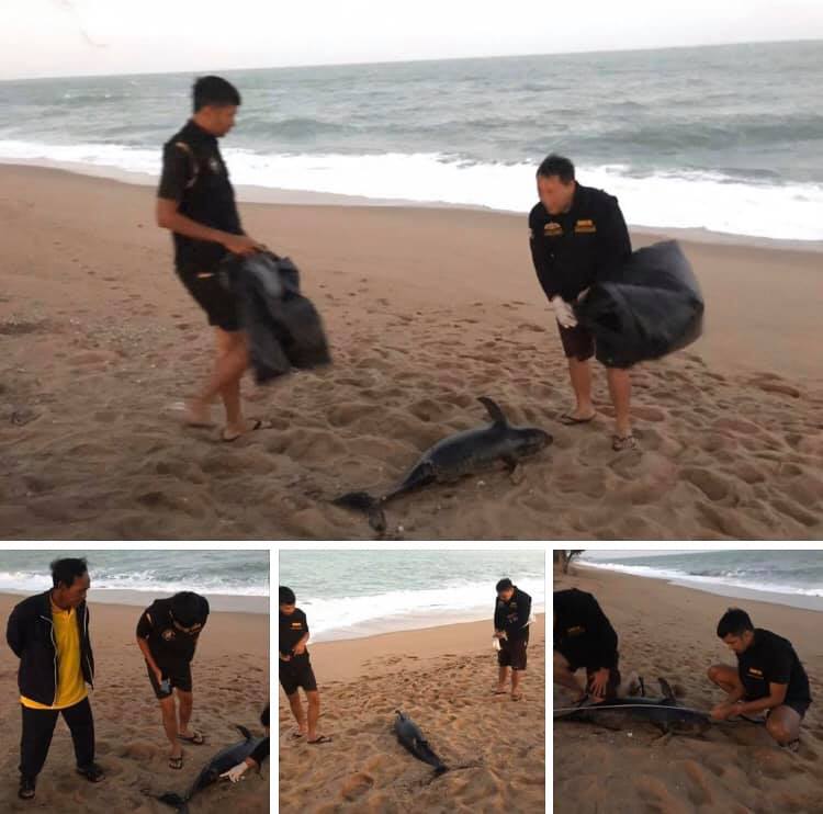 พบซากโลมาหัวบาตรหลังเรียบ เกยหาดทับสะแก