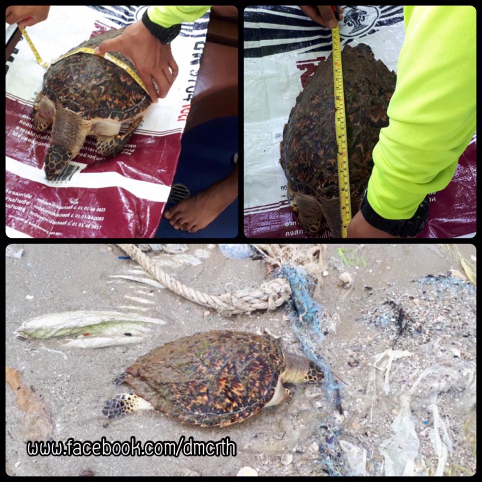 พบซากเต่ากระ เกยหาดบ้านเพ ทะเลระยอง