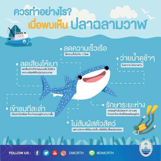 ช่วงนี้ฉลามบุกหลายพื้นที่ ฝากพี่พี่ช่วยกันดูแล