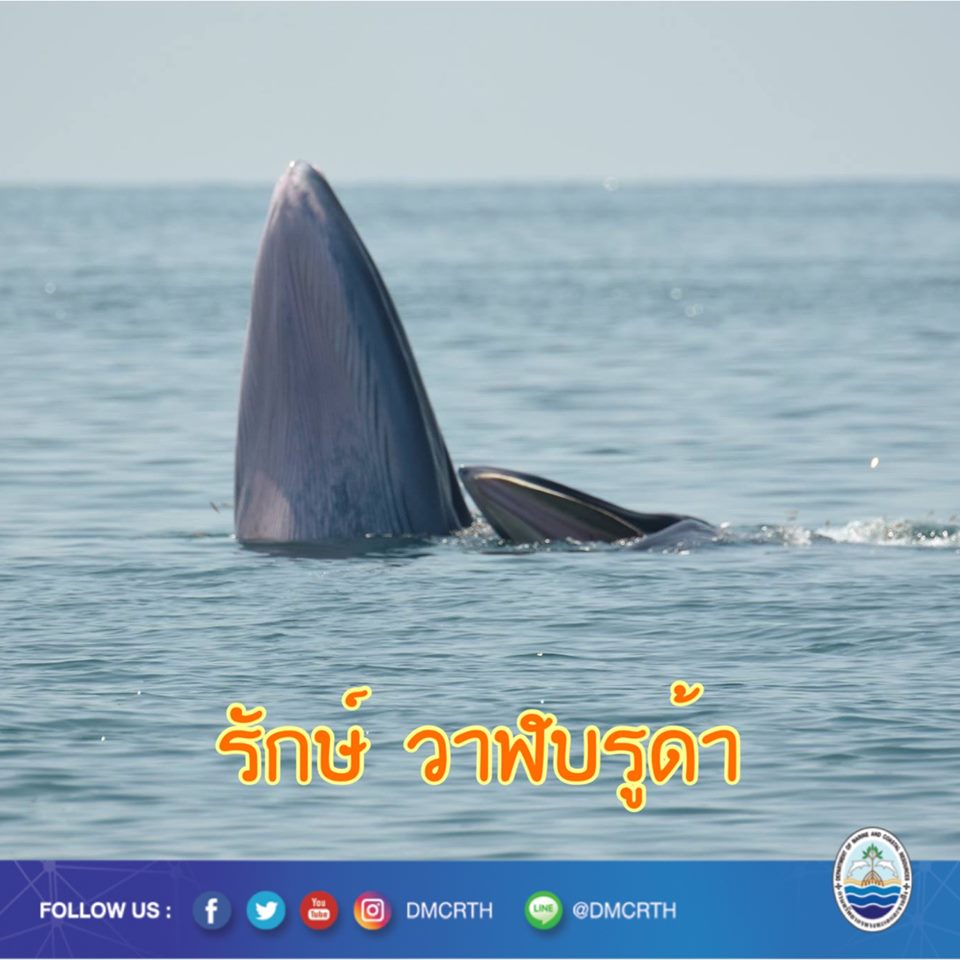 สวัสดี พี่น้องเครือข่ายรักษ์ทะเลไทย