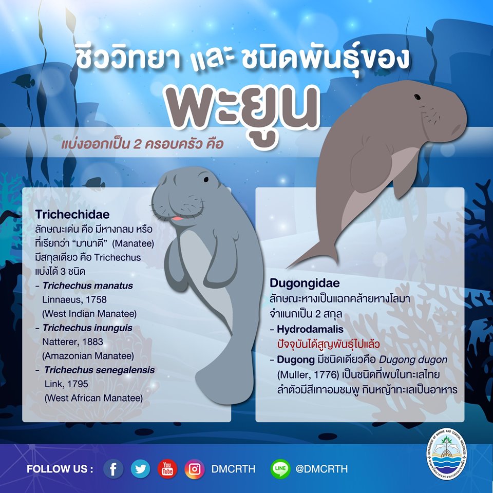 มารู้จักพะยูน สัตว์สงวนในทะเลไทย ตอนที่๑