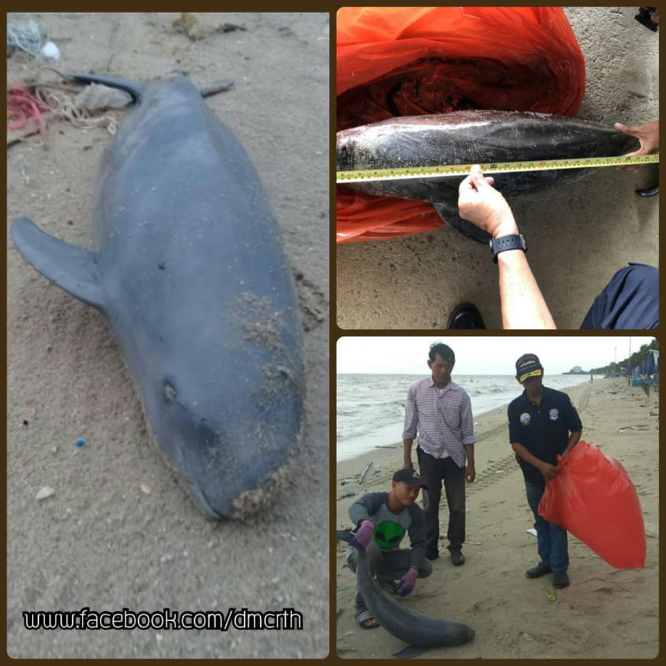 พบซากโลมาหัวบาตรหลังเรียบ เกยหาดบางแสน