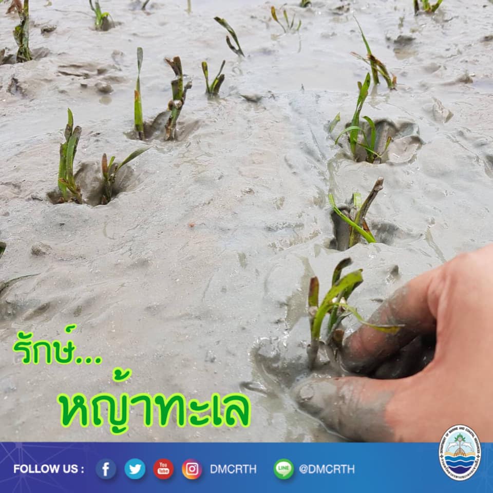 สวัสดี พี่น้องเครือข่ายรักษ์ทะเลไทย