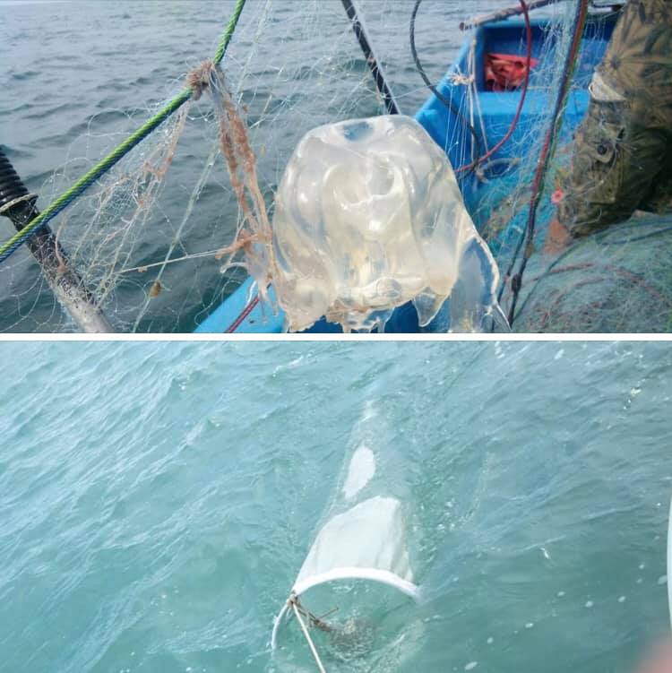 ระวังกันให้มาก พบแมงกะพรุนกล่อง ๒ หาดดังเกาะสมุย