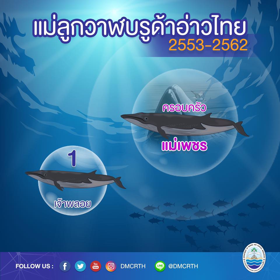 ครอบครัววาฬบรูด้า ๗/๑๘ ครอบครัวแม่เพชร