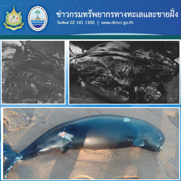 พบซากโลมาหัวบาตรหลังเรียบถูกของแข็งกระแทกตายที่ทับสะแก