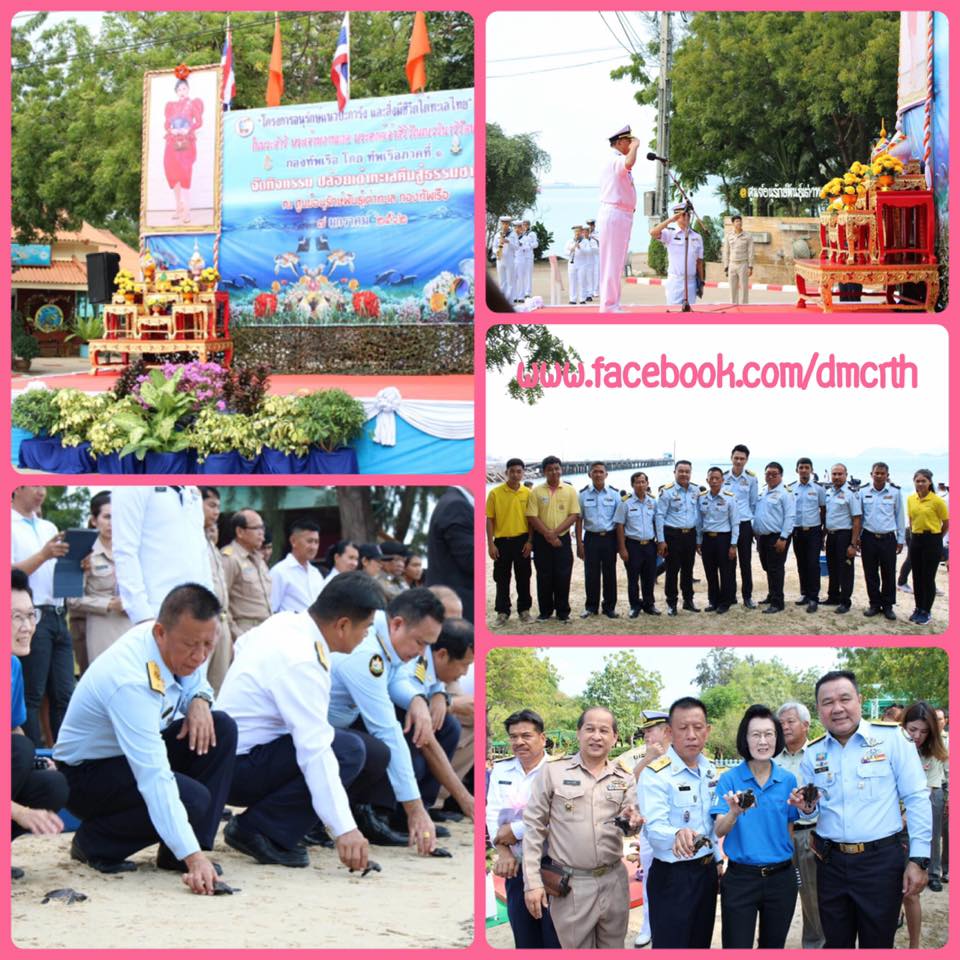 ปล่อยเต่า งานอนุรักษ์แนวปะการังและสิ่งมีขีวิตใต้ทะเลไทย