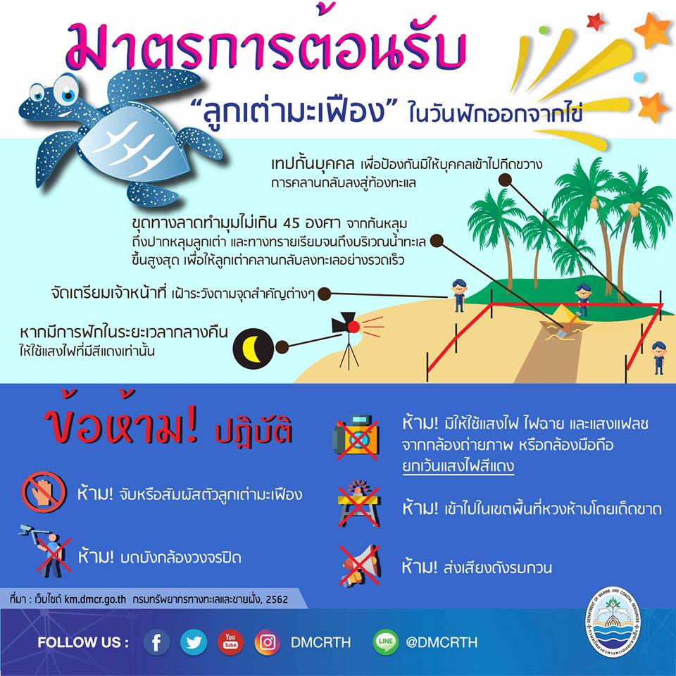 มาตรการต้อนรับลูกเต่ามะเฟือง ในวันฟักออกจากไข่