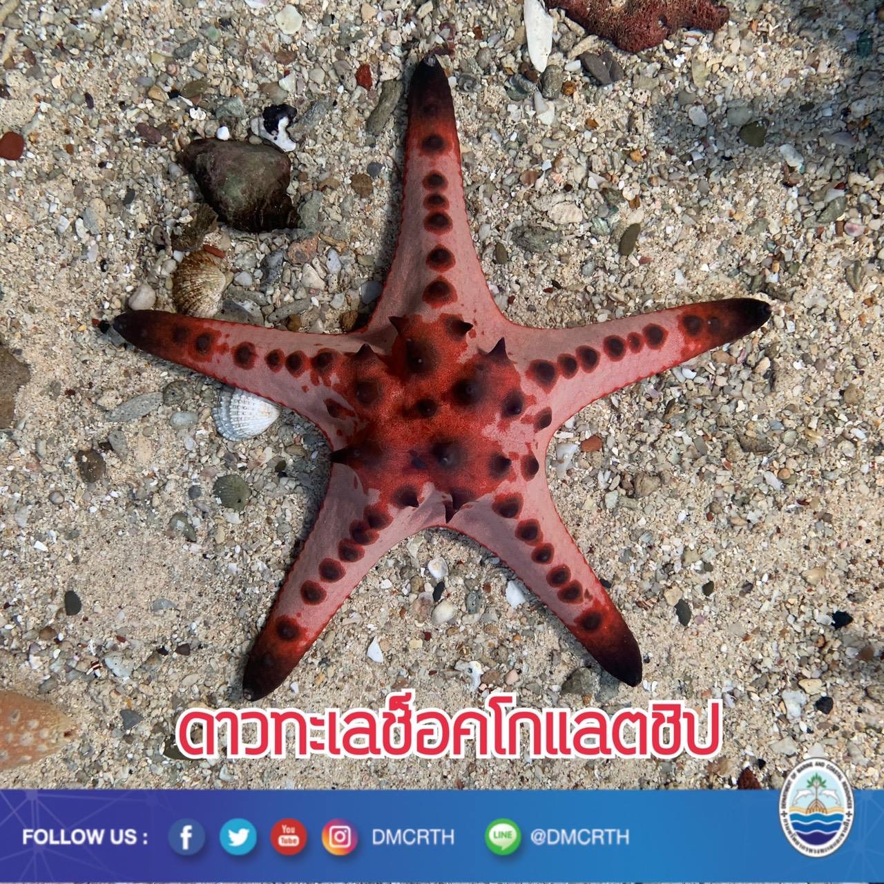 สวัสดี พี่น้องเครือข่ายรักษ์ทะเลไทย