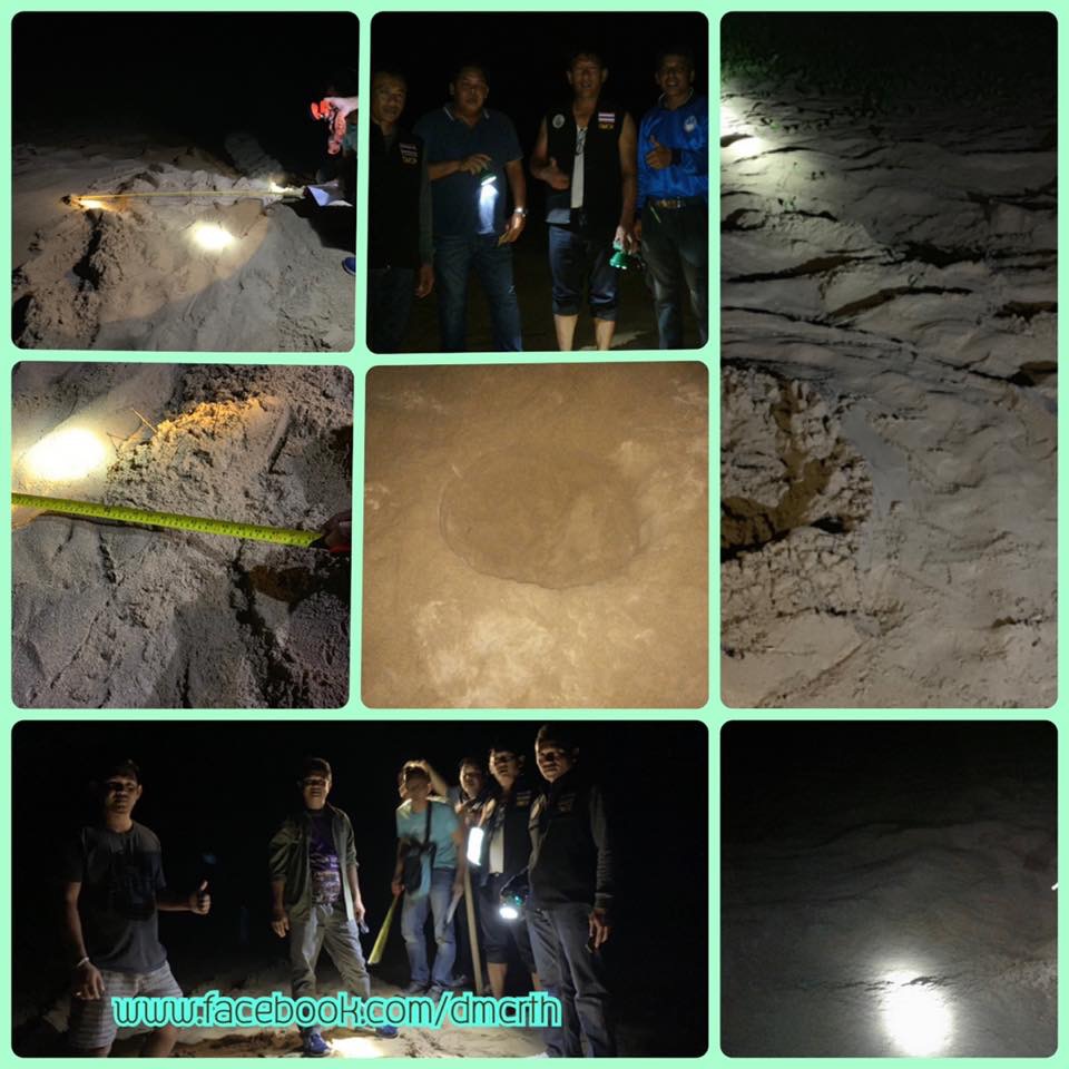 หลังพายุผ่าน ทช. มีข่าวดีมาบอกจากเต่ามะเฟืองหาดคึกคัก