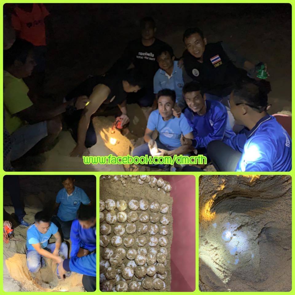 ข่าวดีสุดๆ พบแล้ว หลุมวางไข่จริงหาดคึกคัก คาดแม่เดิม