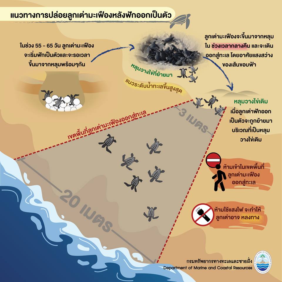 เรารักเต่ามะเฟือง : แนวทางการปล่อยเต่ามะเฟืองลงทะเล