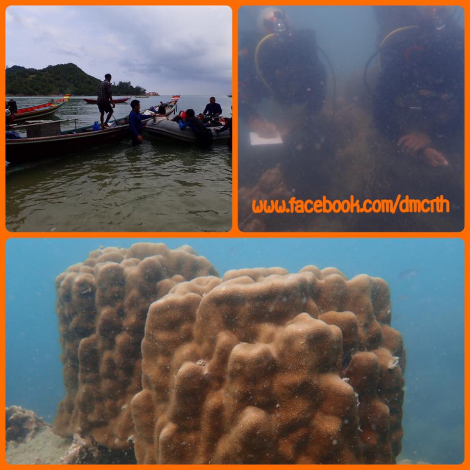 สำรวจสภาพแนวปะการังเกาะพะงัน พบเสียหาย