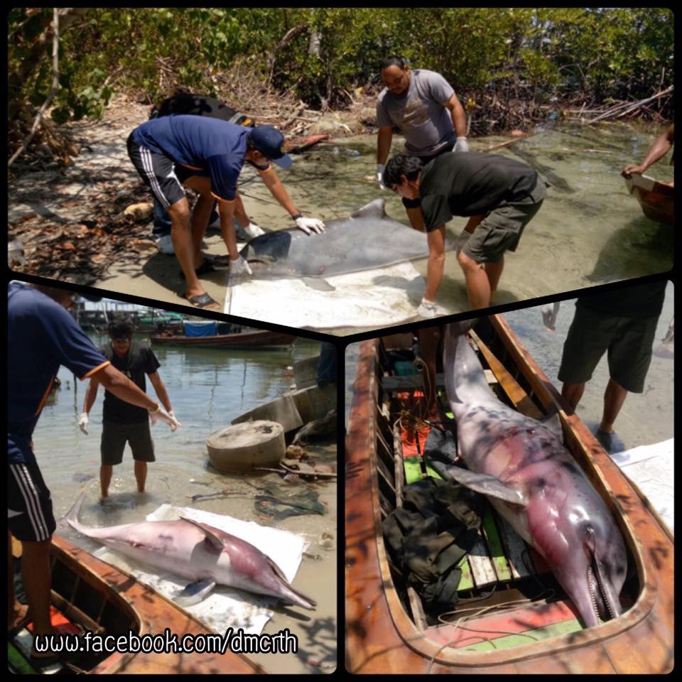 สูญเสียสมาชิกโลมาหลังโหนก ทะเลตรัง