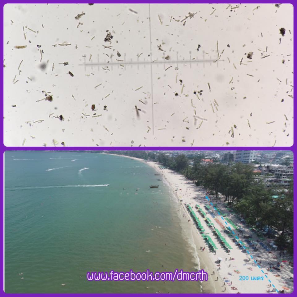 น้ำทะเลเปลี่ยนสีหาดป่าตอง พบเกิดจากแพลงก์ตอนพืช