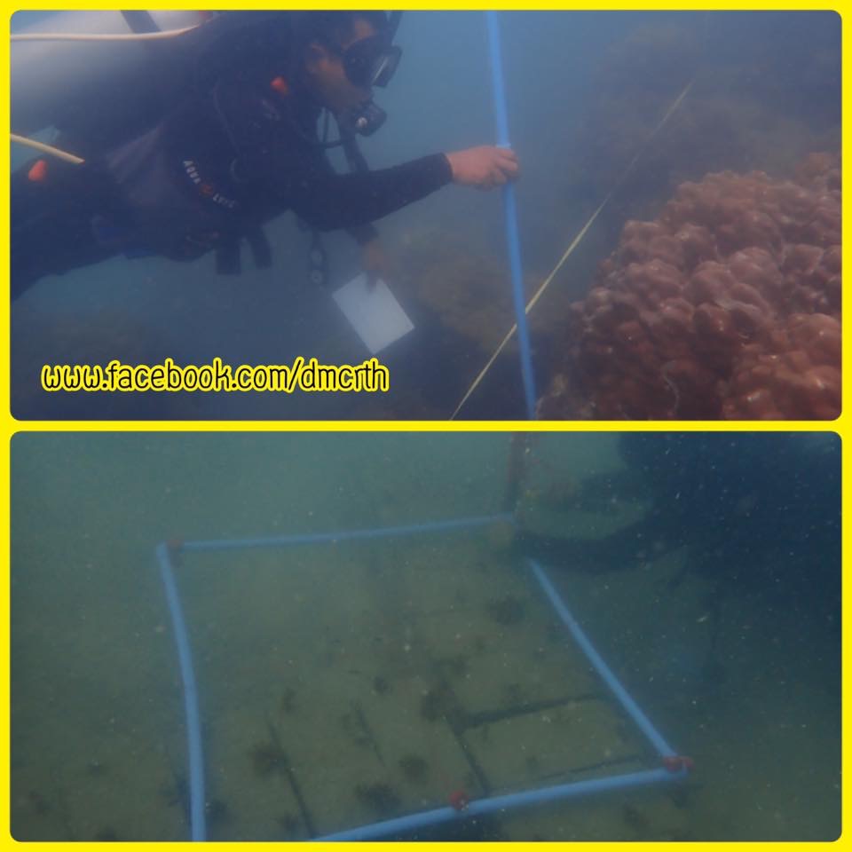 รายงานผลการสำรวจสถานะภาพปะการังเกาะพงัน