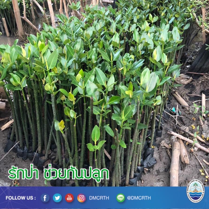 สวัสดี พี่น้องเครือข่ายรักษ์ทะเลไทย
