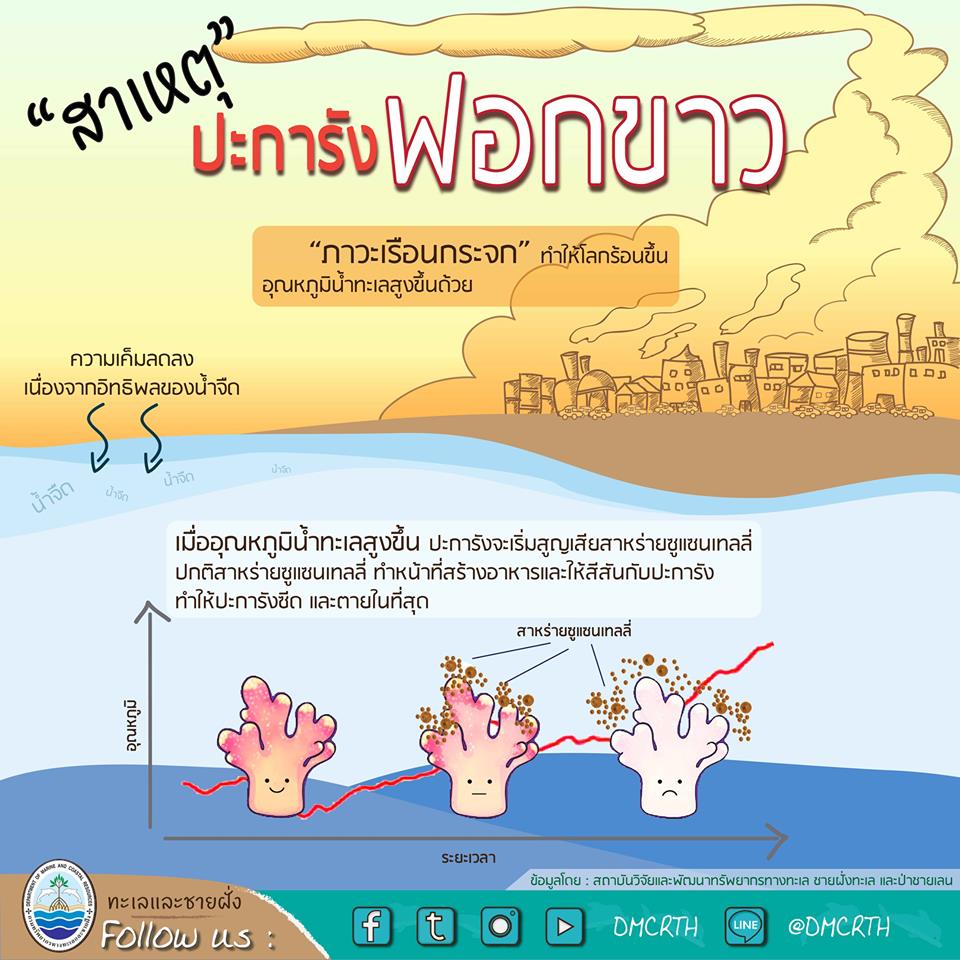 รู้จักปรากฎการณ์ปะการังฟอกขาว ทำไมปะการังถึงซีดจาง