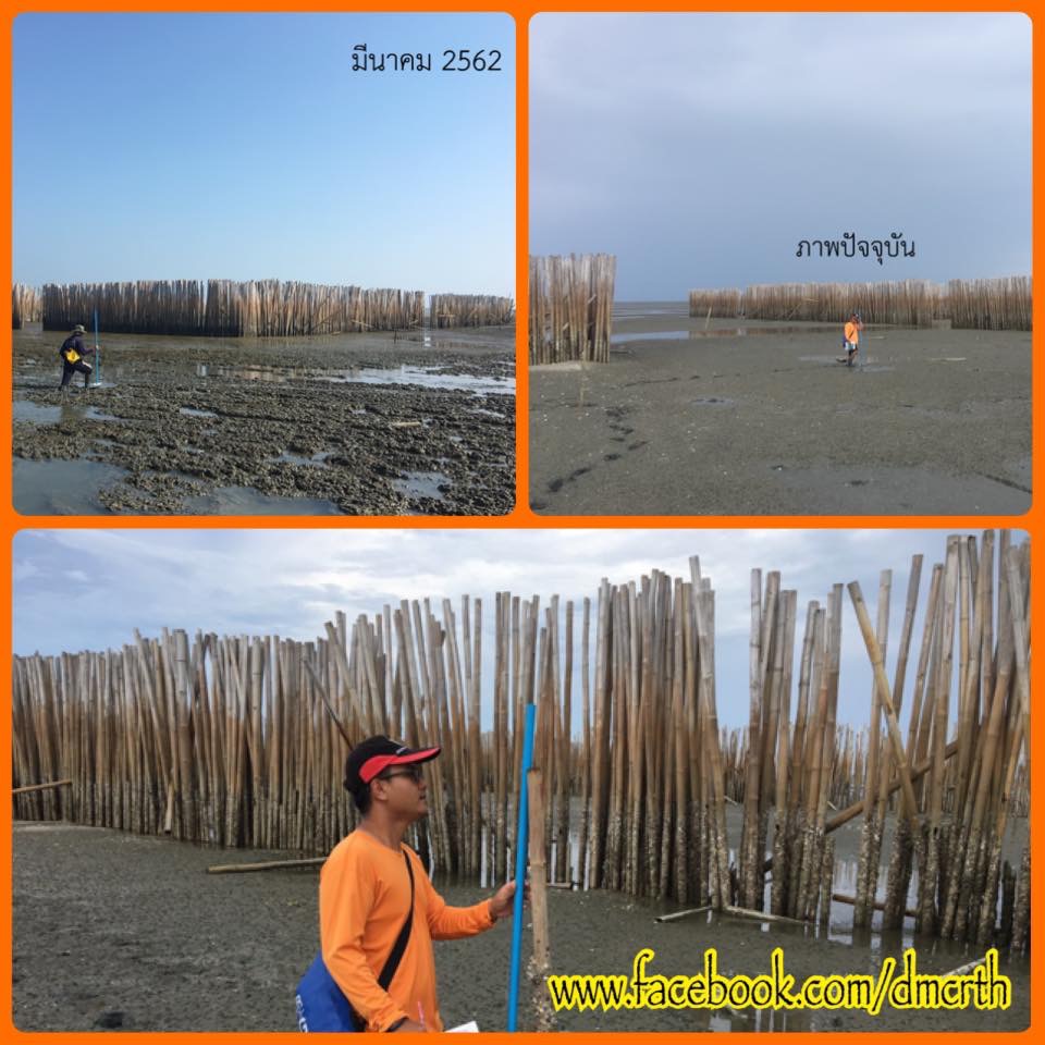 พบตะกอนเลนชายฝั่งบางแก้วเพิ่มสูงและอัดตัวแน่นขึ้น