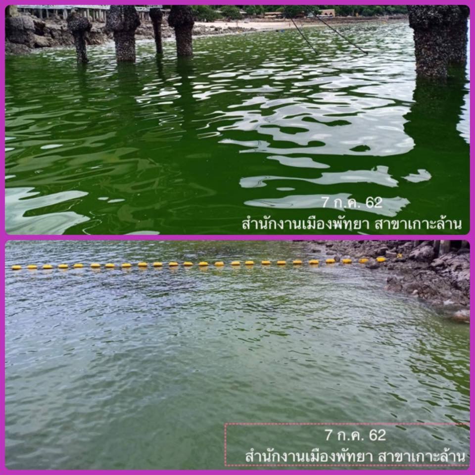พบน้ำทะเลเปลี่ยนสี เกาะล้านทะเลเมืองพัทยา