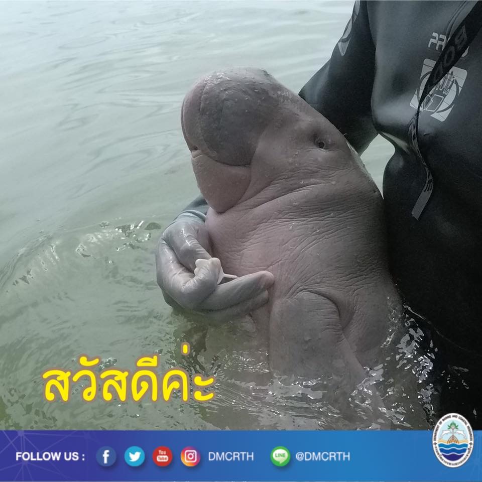 สวัสดี พี่น้องเครือข่ายรักษ์ทะเลไทย