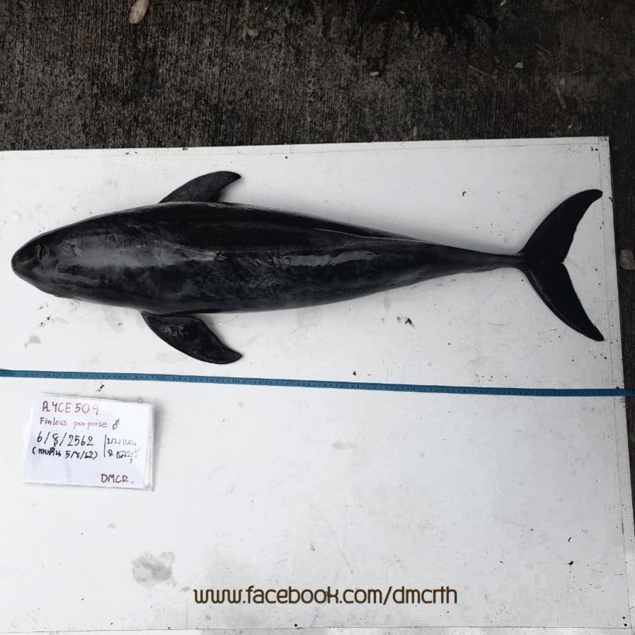 ผลผ่าชันสูตรโลมาเกยตื้นหาดบางแสน พบถูกกระแทกรุนแรง