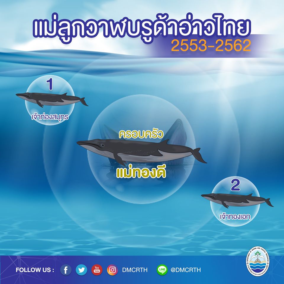 ครอบครัววาฬบรูด้า ๘/๑๘ ครอบครัวแม่ทองดี