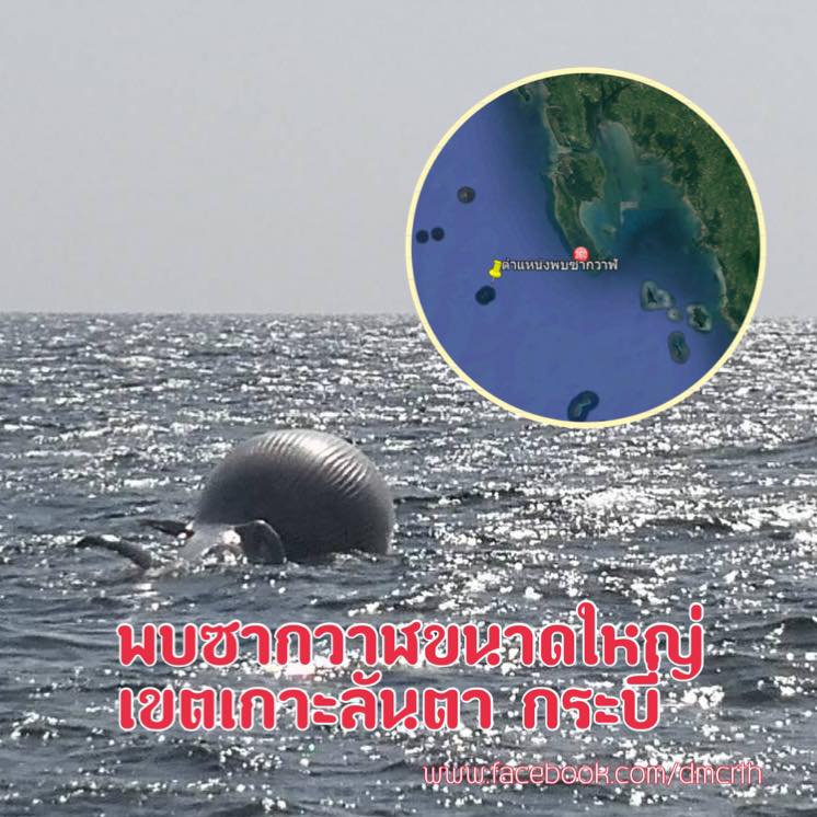 พบซากวาฬขนาดใหญ่ ทะเลเกาะลันตา