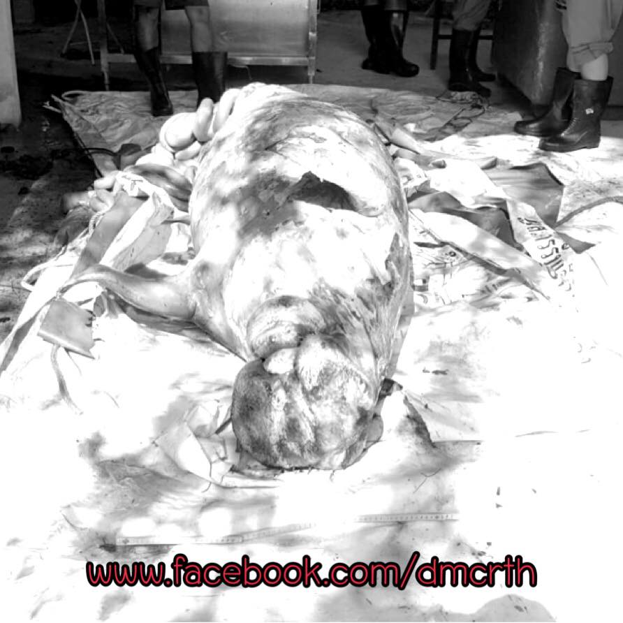 รายงานผลชันสูตรพะยูนเกยตื้น คาดว่าเสียชีวิตเฉียบพลัน