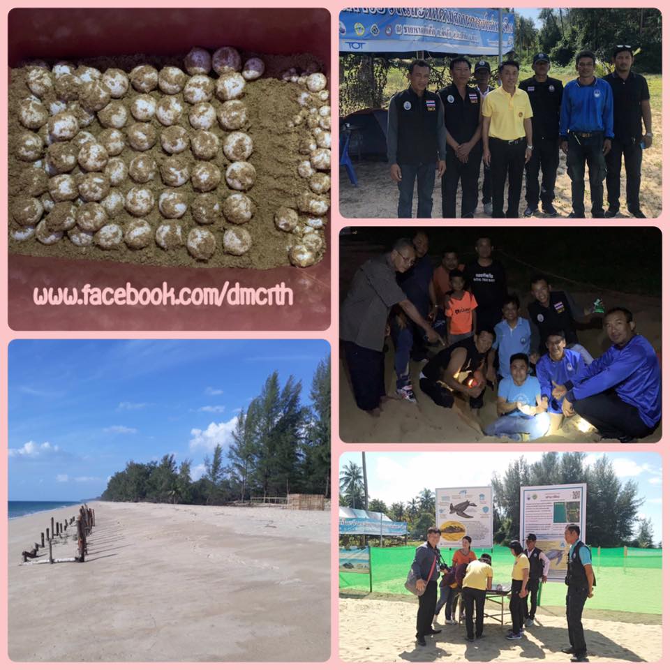 สรุปการจัดการเต่ามะเฟือง ชายฝั่งทะเลพังงา