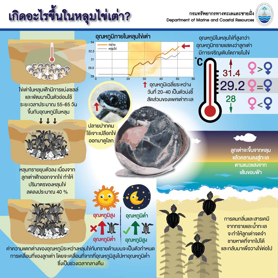 เรารักเต่ามะเฟือง : เกิดอะไรขึ้นในหลุมไข่เต่ามะเฟือง