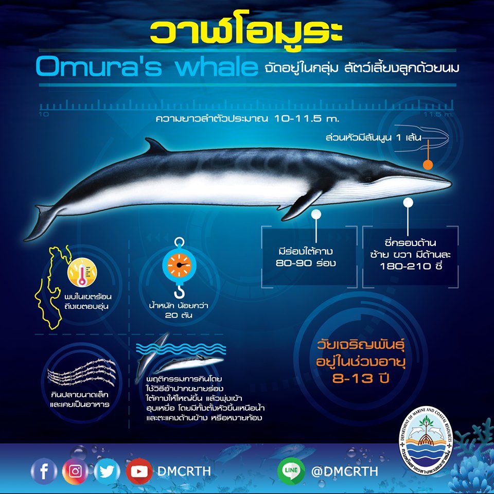 มารู้จักวาฬโอมูระ สัตว์ทะเลในบัญชีสัตว์สงวนชุดใหม่