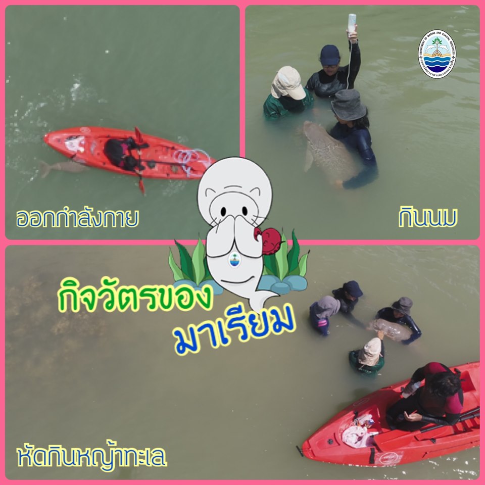แก้คิดถึง มาดูกิจวัตรประจำวันของมาเรียม พะยูนน้อยทะเลตรัง