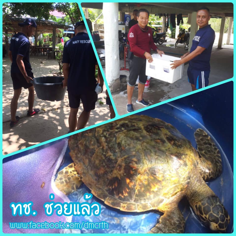 เครือข่ายแจ้งพบเร็ว พวกเราสามารถช่วยเต่าทะเลได้