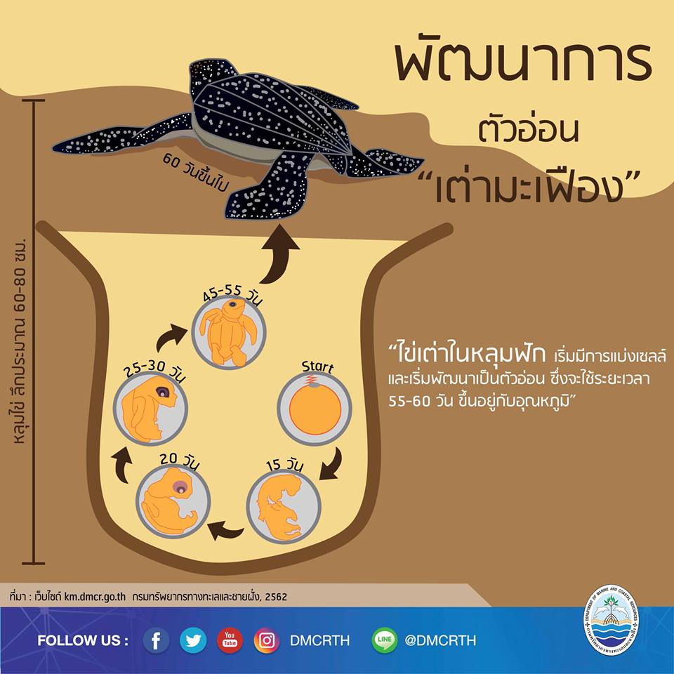 เรารักเต่ามะเฟือง ตอนที่ ๑ : พัฒนาการของเต่ามะเฟือง