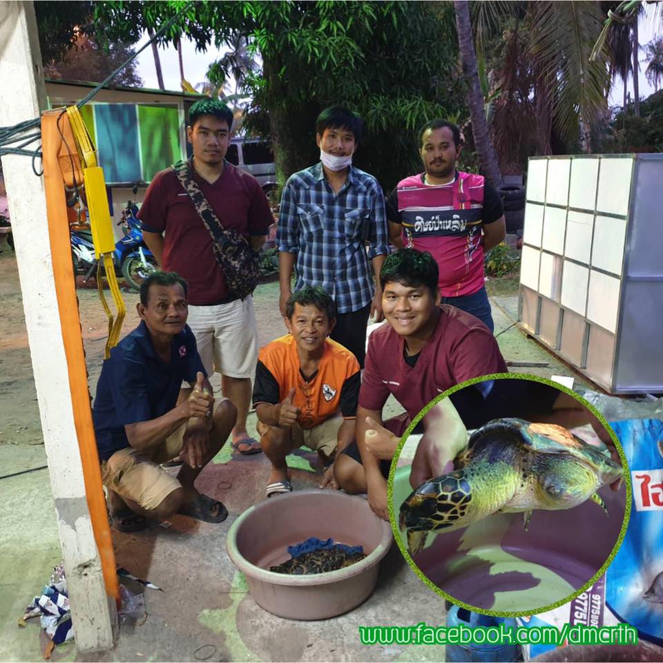 ชาวประมงแหลมสิงห์ ช่วยเต่ากระติดอวนส่งให้ ทช.