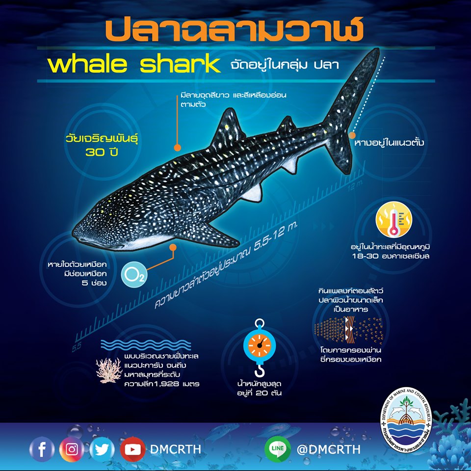 มารู้จักปลาฉลามวาฬ สัตว์ทะเลในบัญชีสัตว์สงวนชุดใหม่