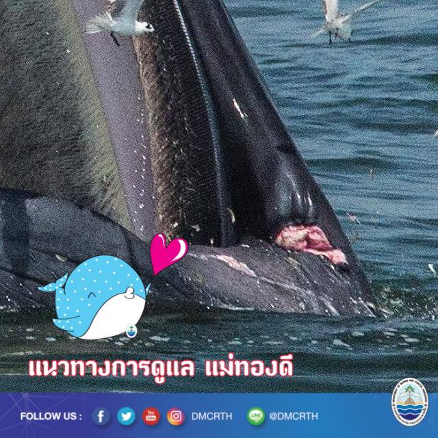 ช่วยกัน ทช. ชวนติดตามเฝ้าดูอาการวาฬบรูด้า แม่ทองดี