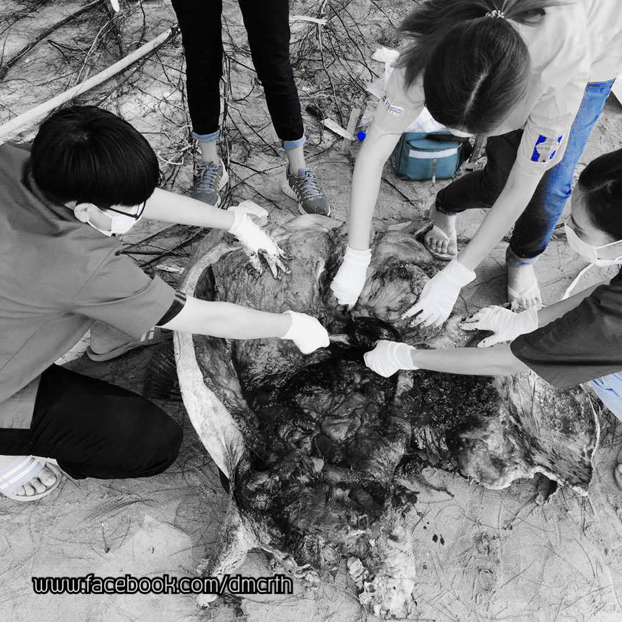 พบซากเต่าตัวใหญ่ เกยหาดทะเลหาดเจ้าหลาว