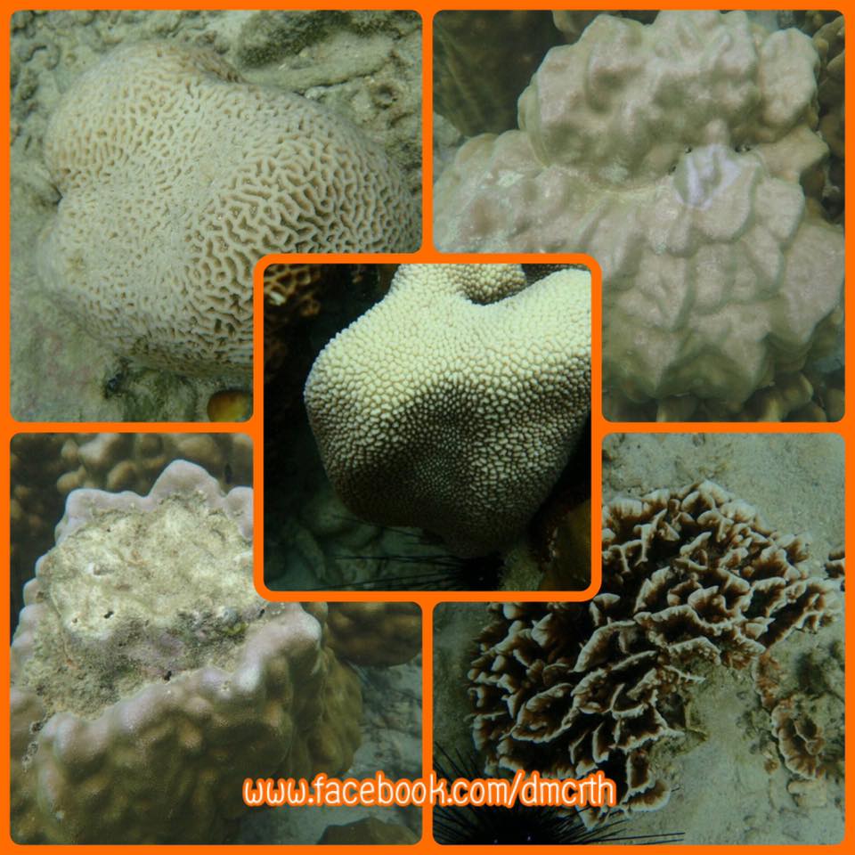 พบปะการังฟอกขาว แนวปะการังหาดนวล เกาะล้าน