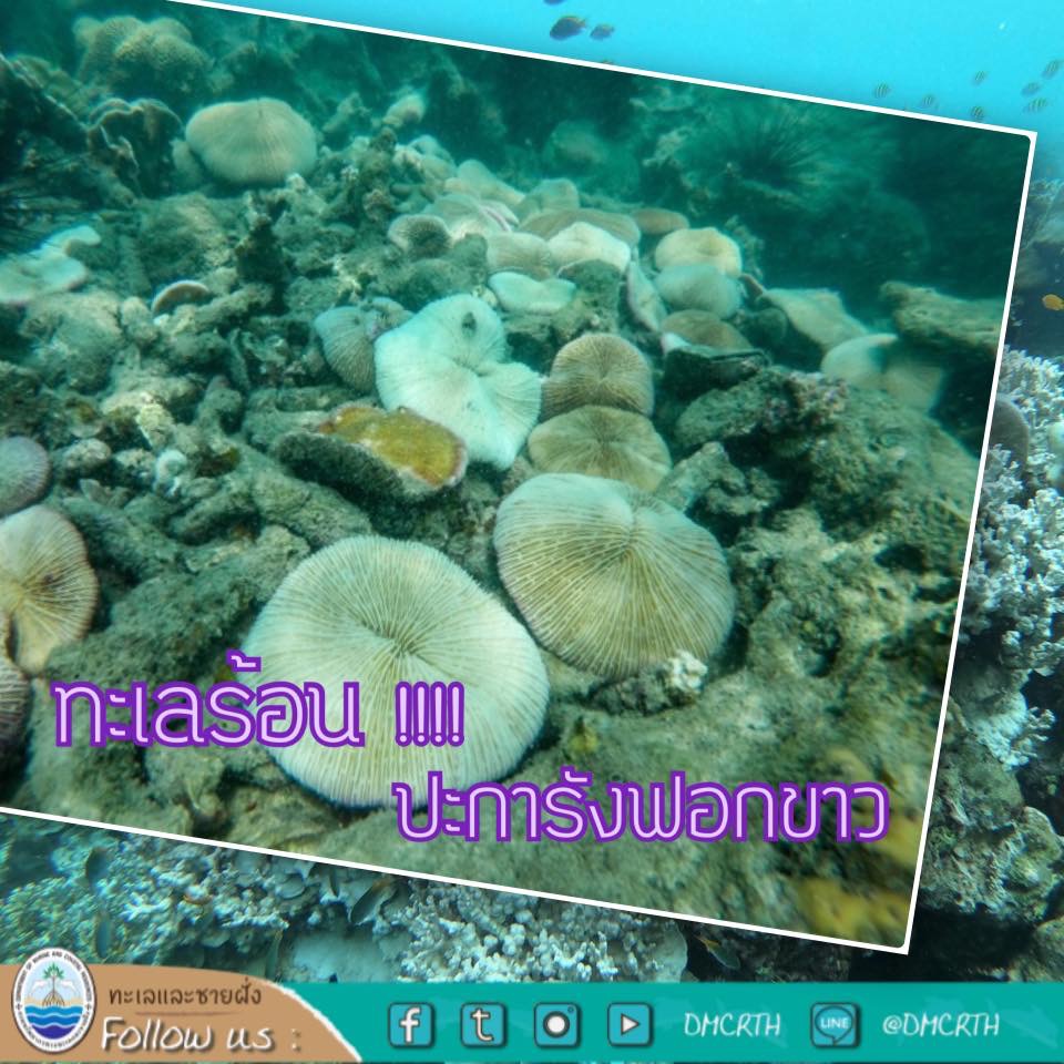 สวัสดี พี่น้องเครือข่ายรักษ์ทะเลไทย