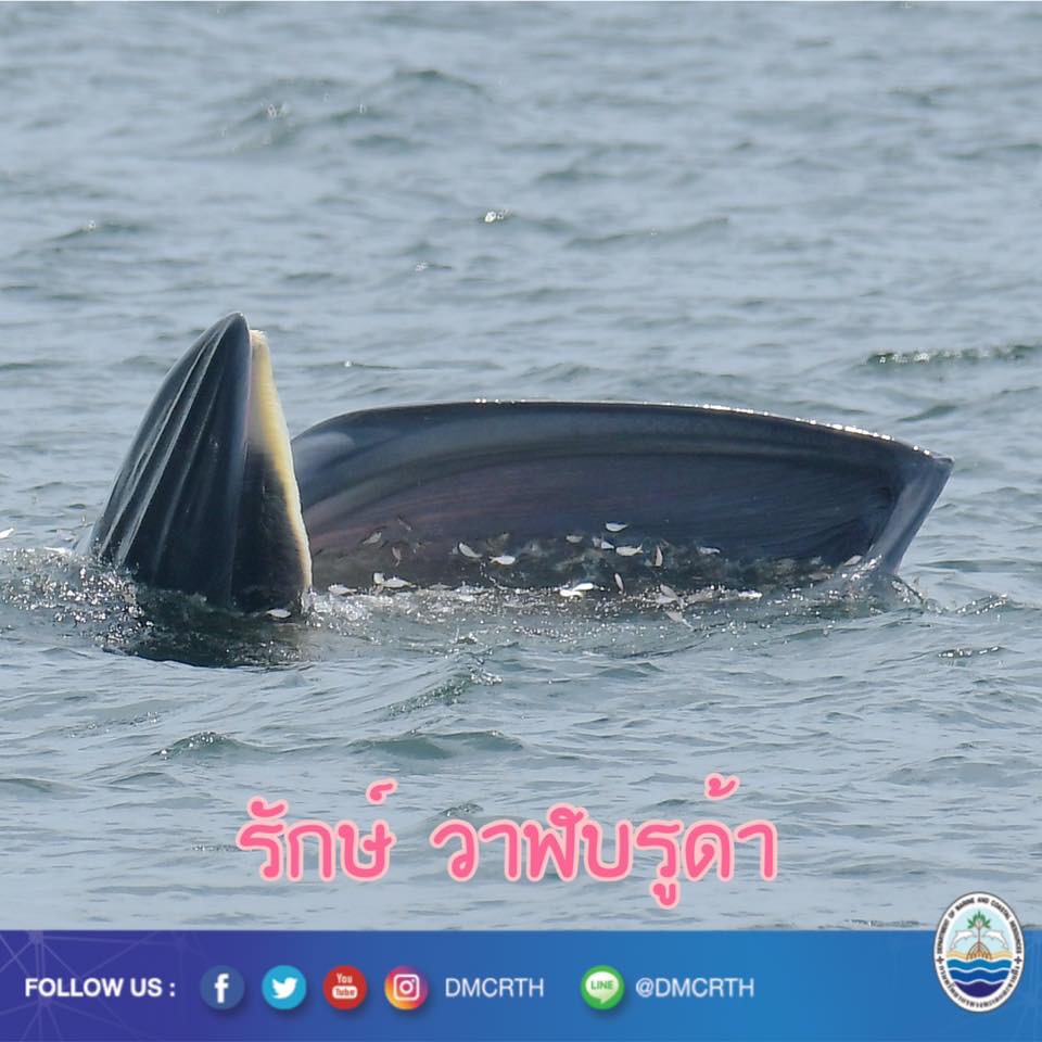 สวัสดี พี่น้องเครือข่ายรักษ์ทะเลไทย