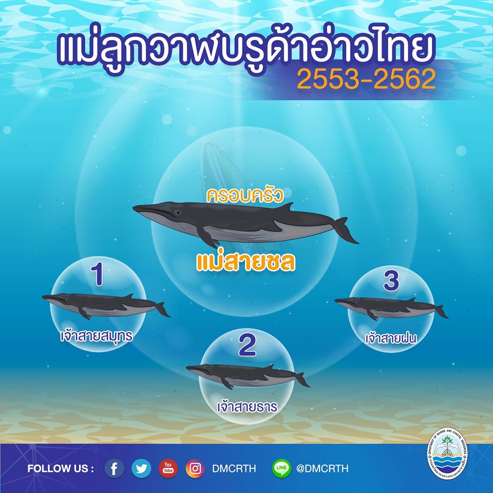 ครอบครัววาฬบรูด้า ๑๑/๑๘ ครอบครัวแม่สายชล