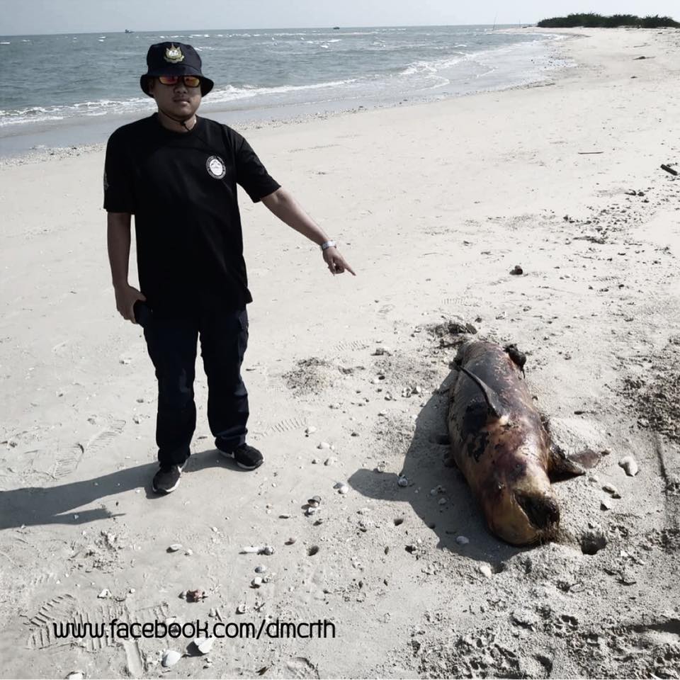 เสียดาย พบซากโลมาอิรวดีตัวใหญ่เกยหาดชะอำ