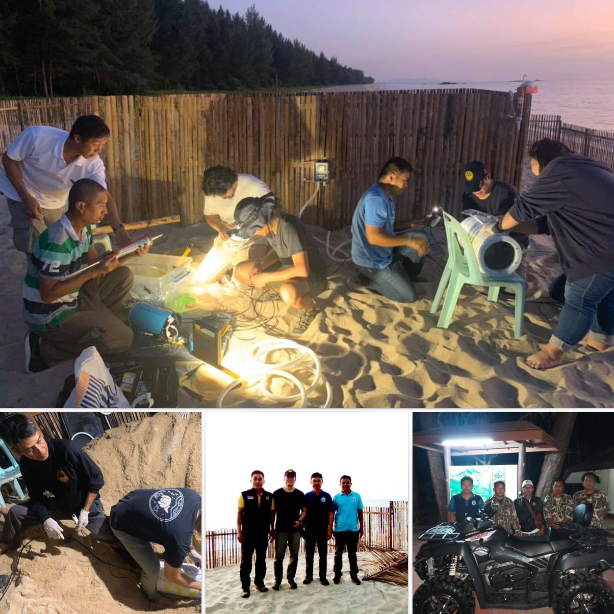 ติดตั้งกล้องตามติดชีวิตลูกเต่ามะเฟือง หาดบ่อดาน